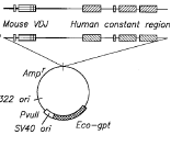 ChimericImmunoglobulin